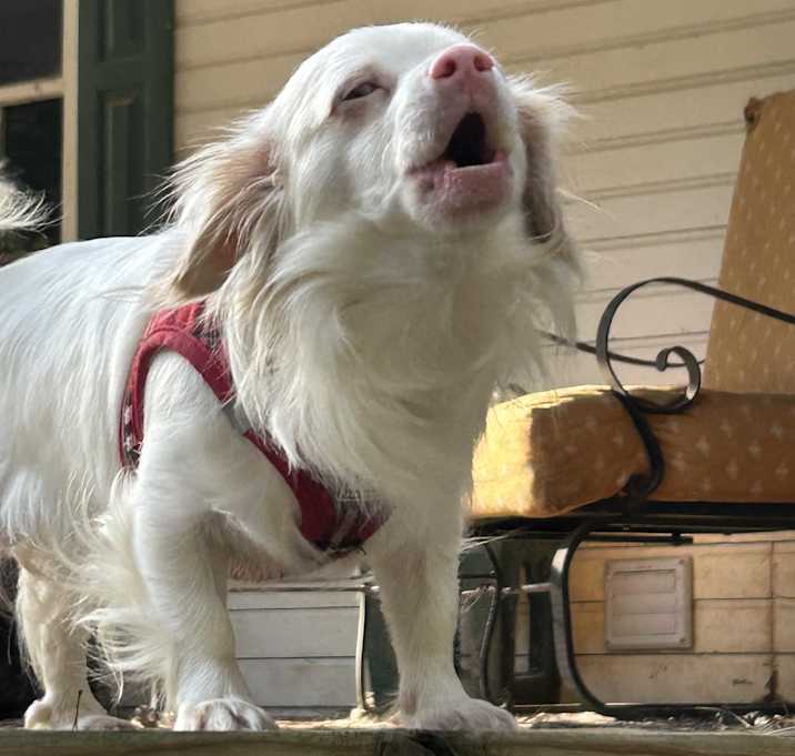 Photo of Aspen