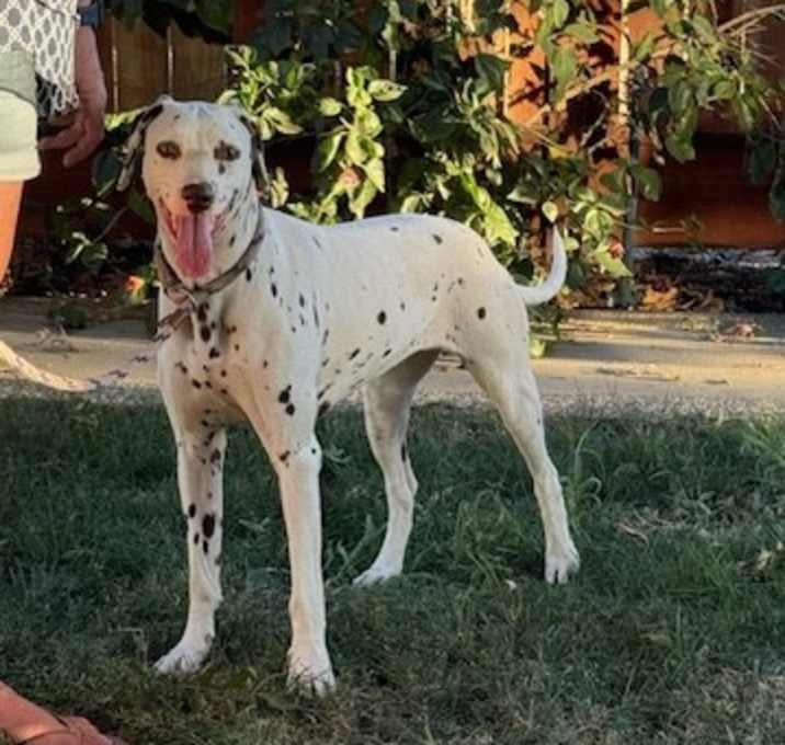 Photo of Penny