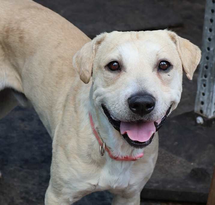 Photo of Roscoe