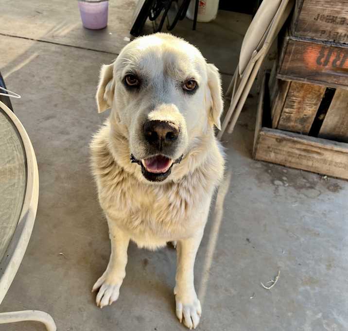 Photo of Barney