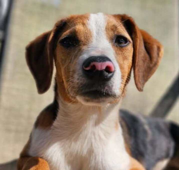 Photo of Rosie