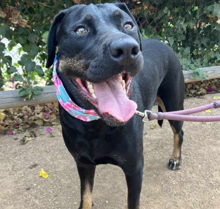Photo of Penny (formally Patty)
