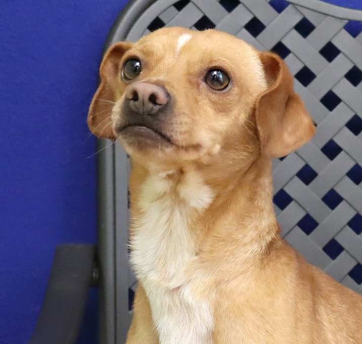 Photo of Buddy