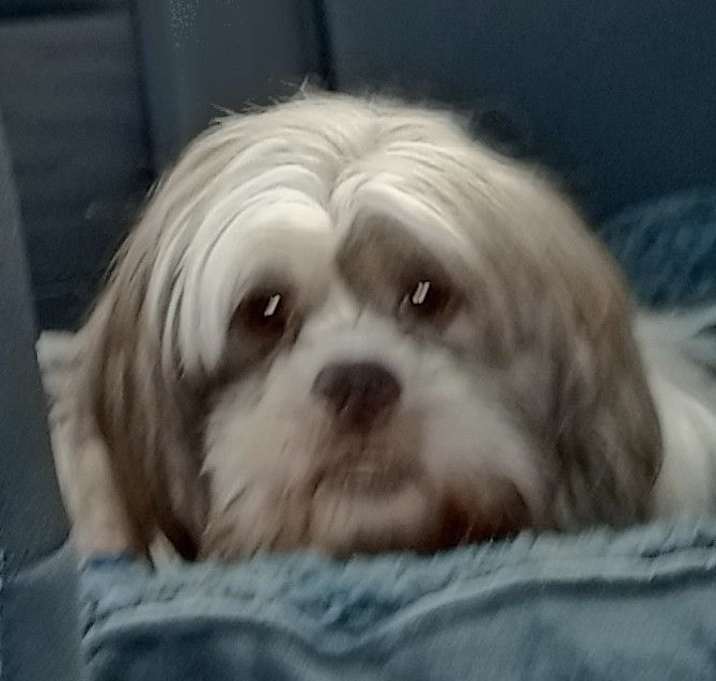 Photo of Gizmo