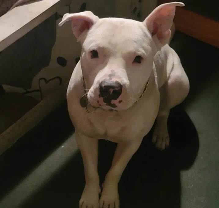 Photo of Jax