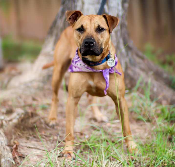 Photo of Scooby Doo