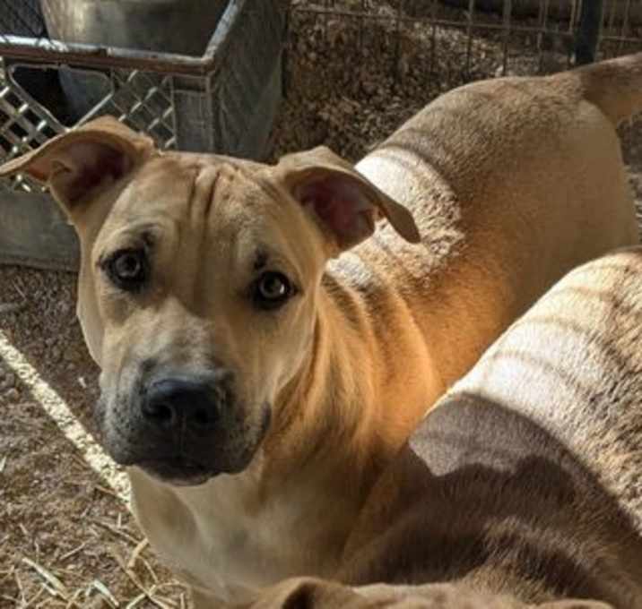 Photo of Wesson