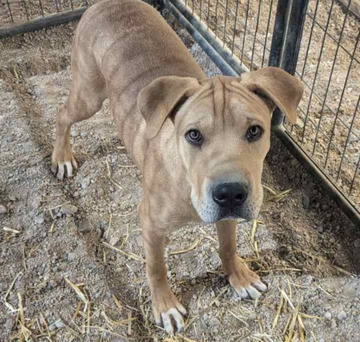 Photo of Remington