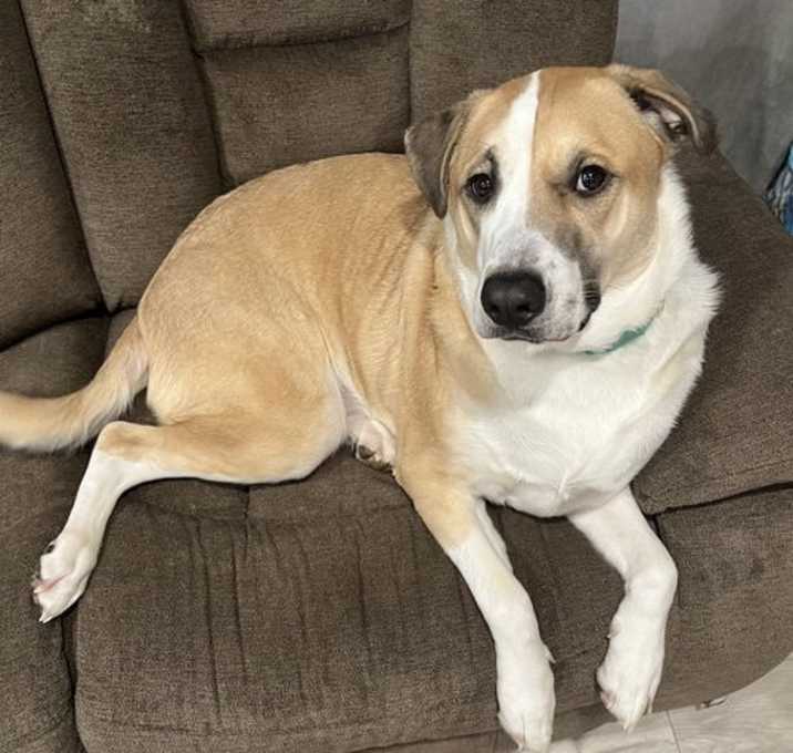 Photo of Whiskey **COURTESY POSTING**