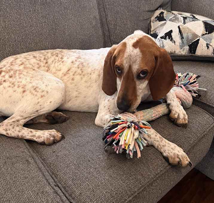Photo of Cypress (Pending Adoption)