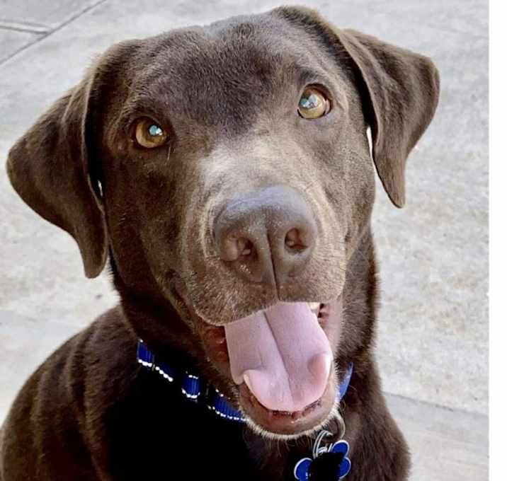 Photo of Brownie