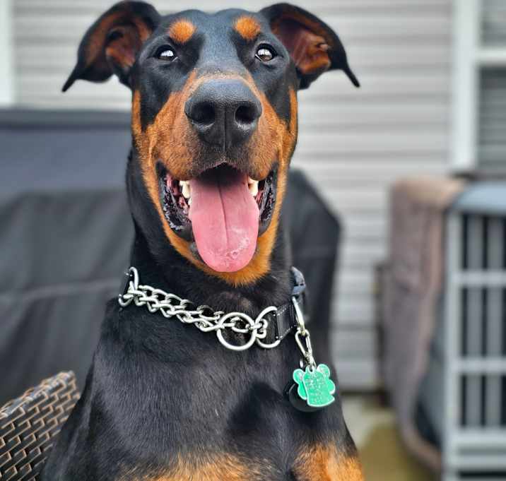 Photo of Ralphie