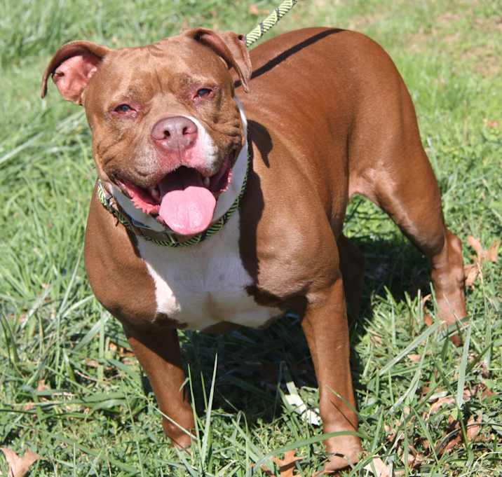 Photo of Nader (Spayed)