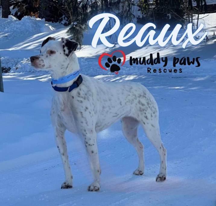 Photo of Reaux - Courtesy Post