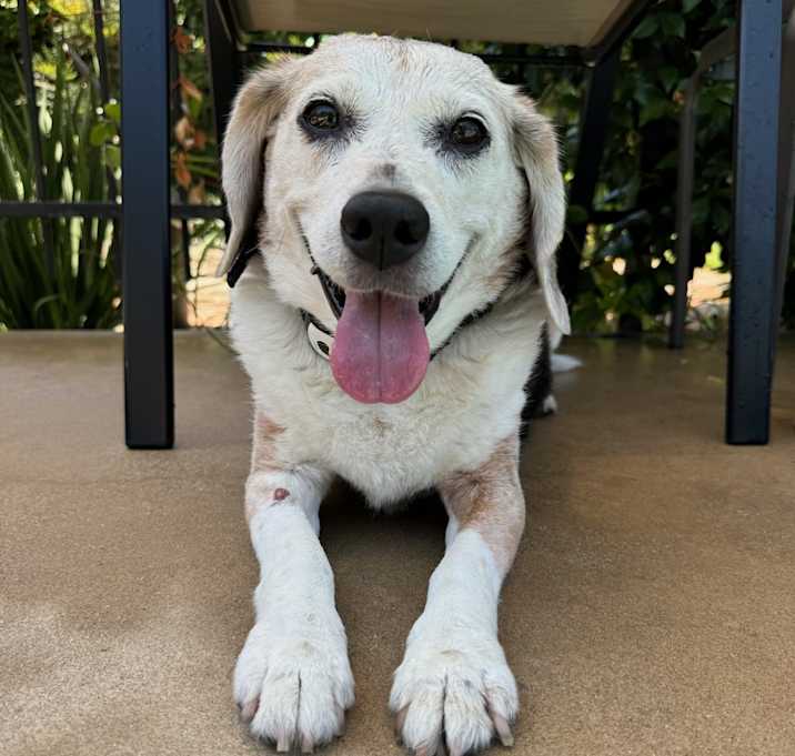 Photo of Riley