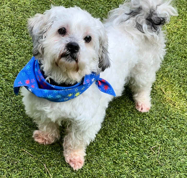Photo of Doobie