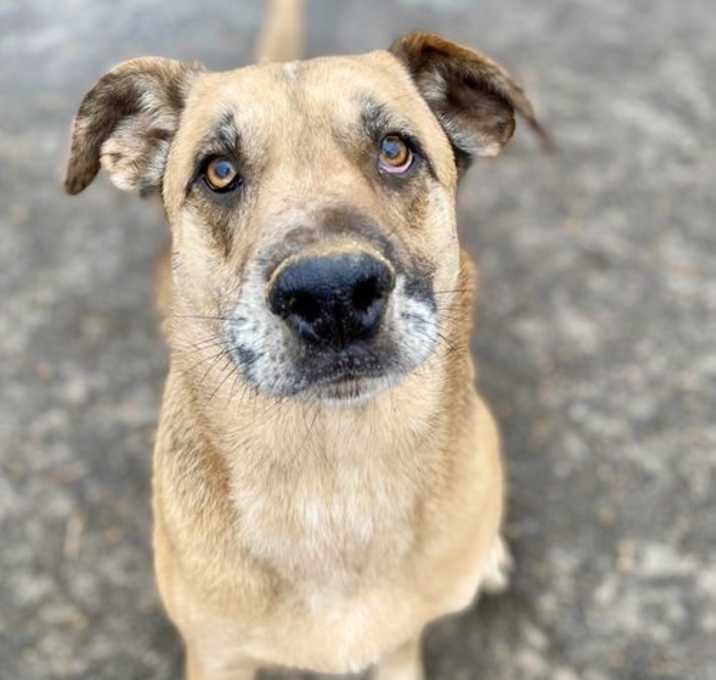 Photo of Huckleberry