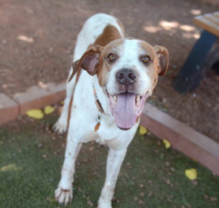 Photo of Blaze *Sponsored, Active, Love