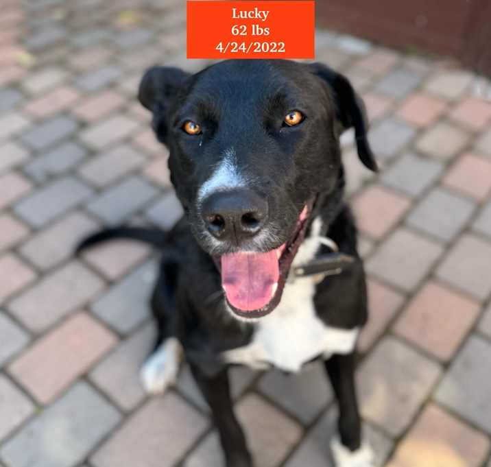 Photo of Lucky