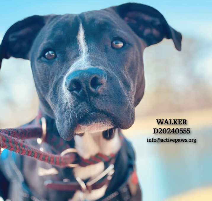 Photo of Walker