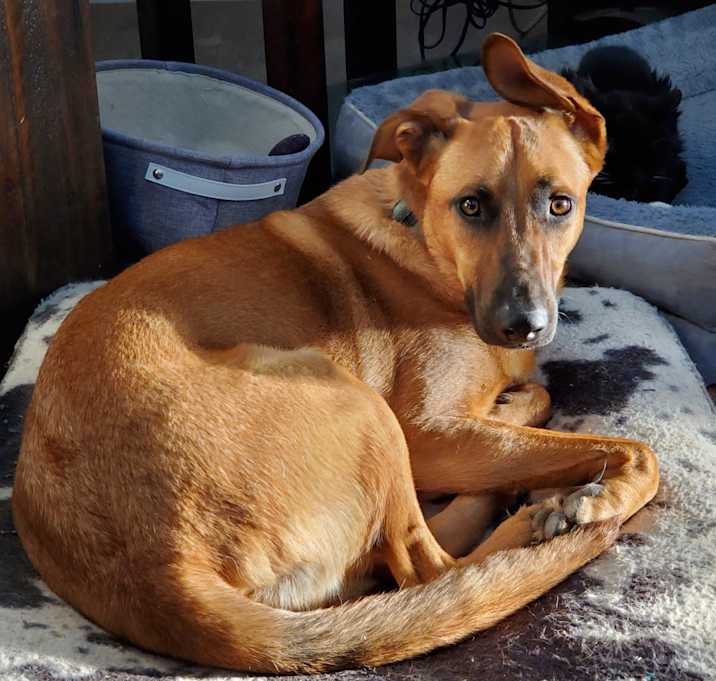 Photo of Arlo