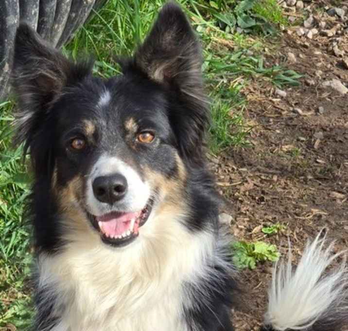 Photo of Aussie/BC Stella