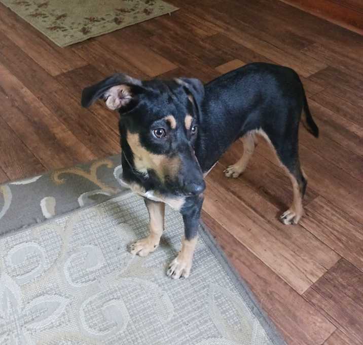 Photo of Nibbles