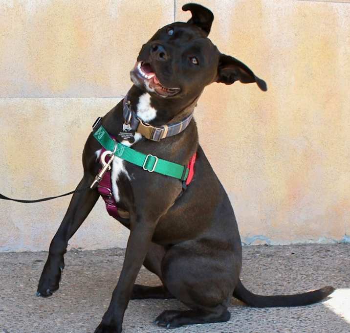 Photo of Nala