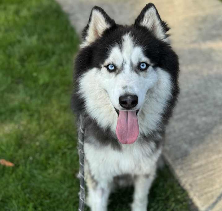 Photo of Harley
