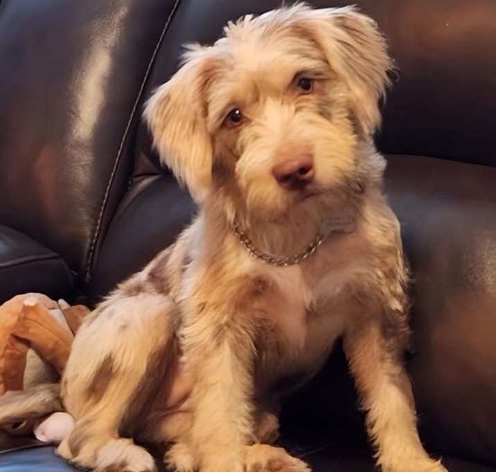 Photo of Lola