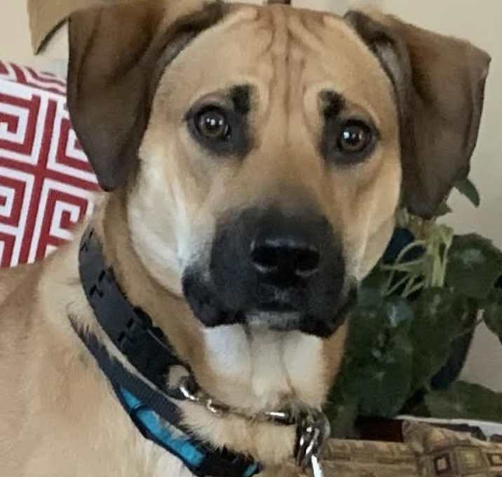 Photo of Cooper