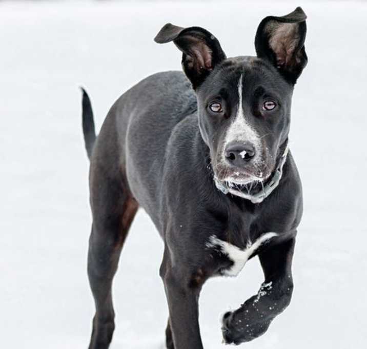 Photo of Maizie - DIAMOND PUP