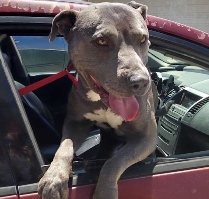 Photo of Rocco