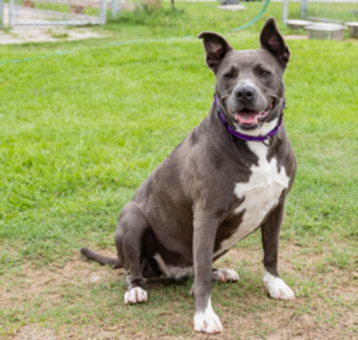Photo of Gracie