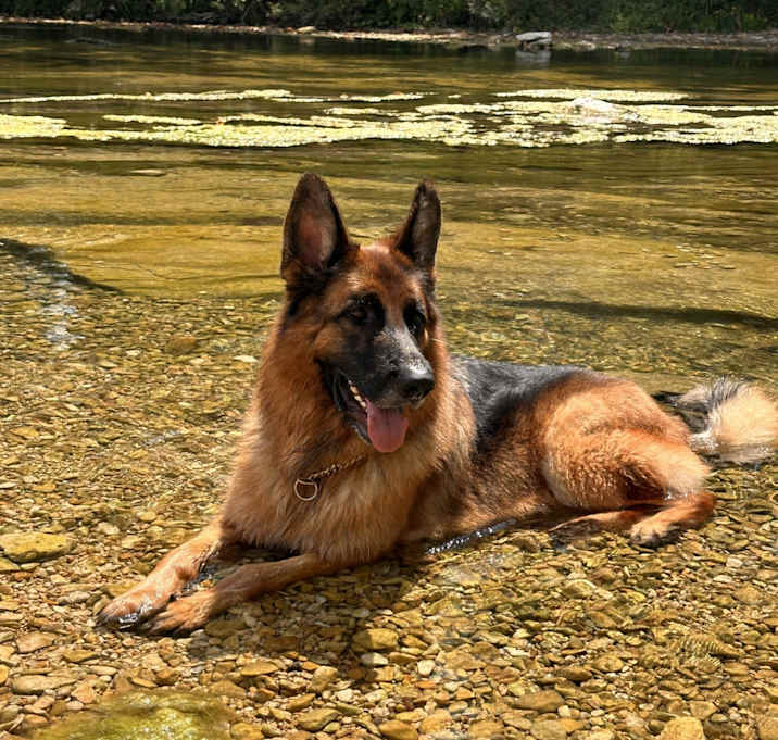 Photo of Bruno