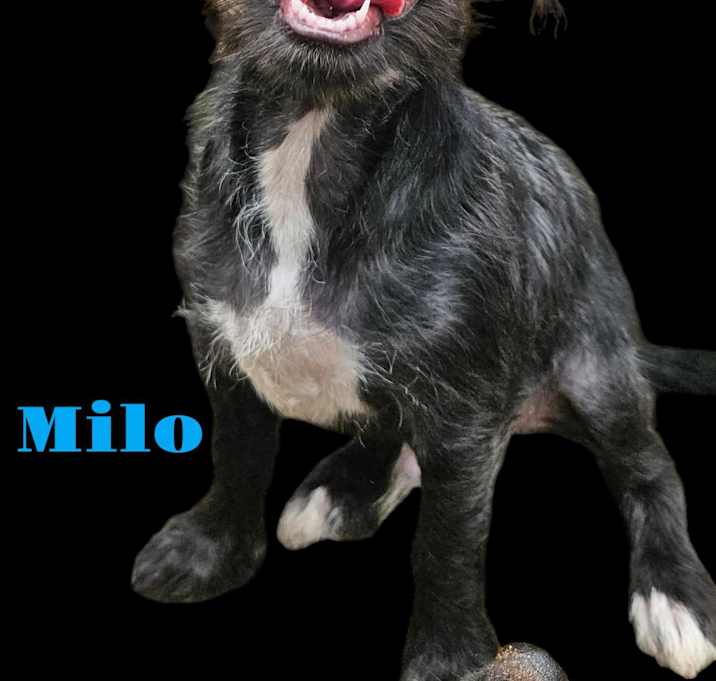 Photo of Milo