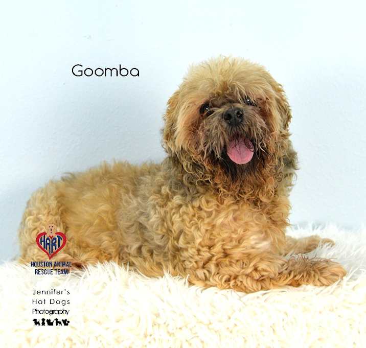 Photo of Goomba