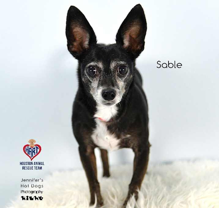Photo of Sable