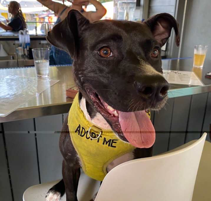 Photo of Coco (In Foster)