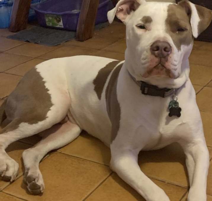 Photo of Chico