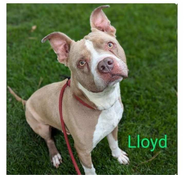 Photo of Lloyd
