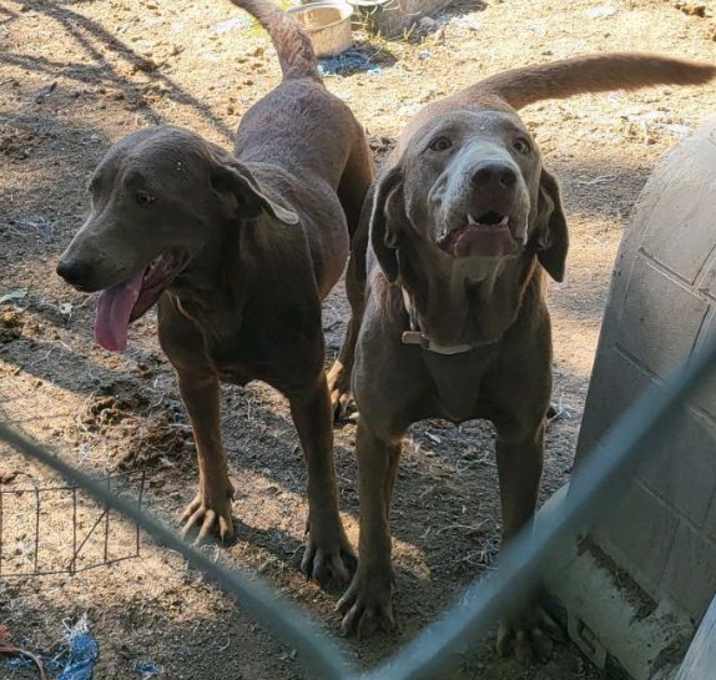 Photo of Roxie & Bambi