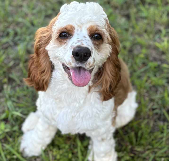 Photo of Snowy