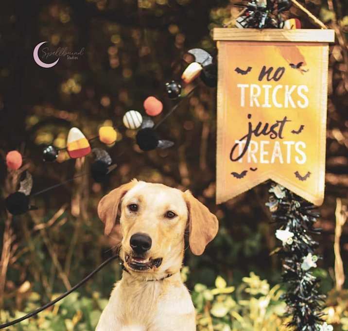 Photo of Nova