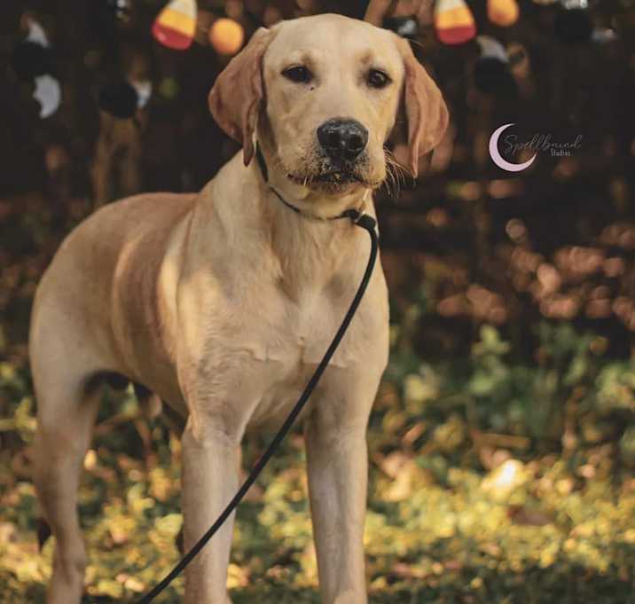 Photo of Logic (In Foster W/ Trainer)