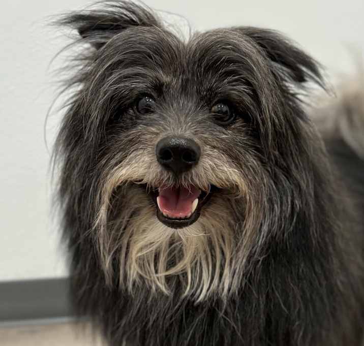 Photo of Oscar
