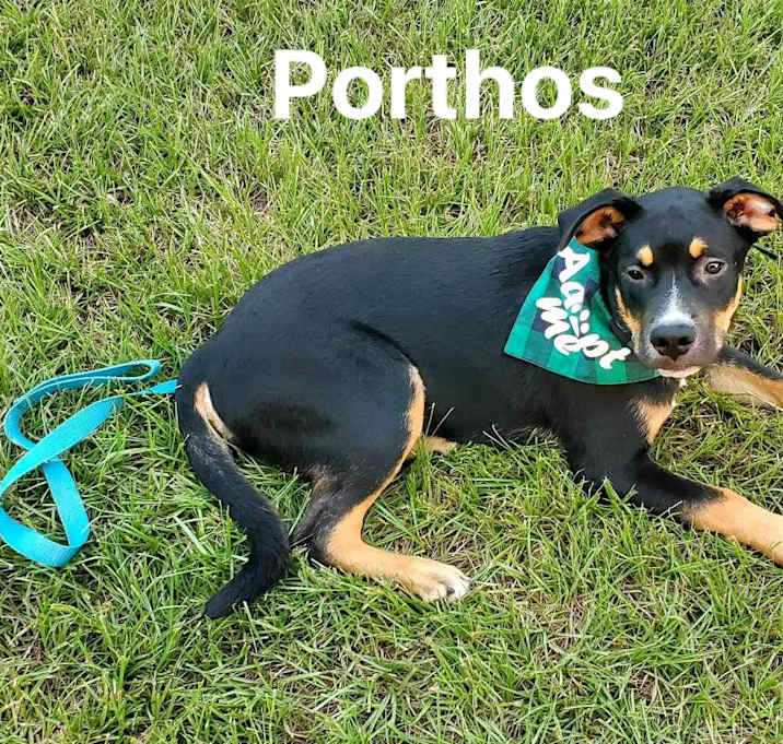 Photo of Porthos