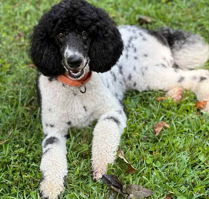 Photo of Oreo