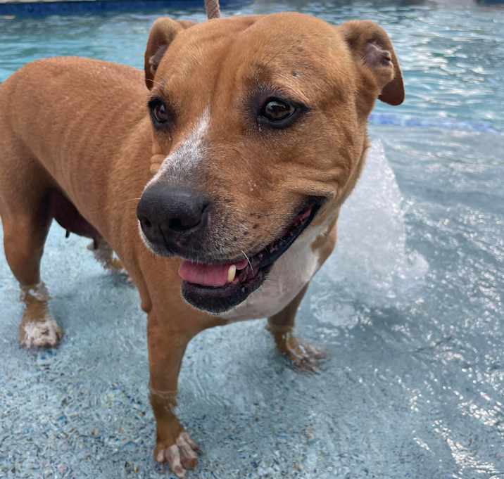 Photo of GINGER
