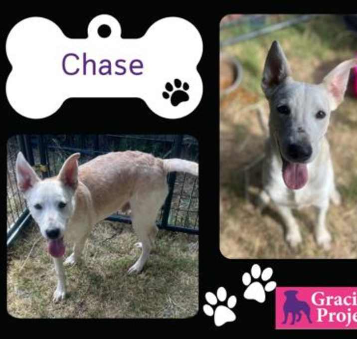Photo of Chase/Jax